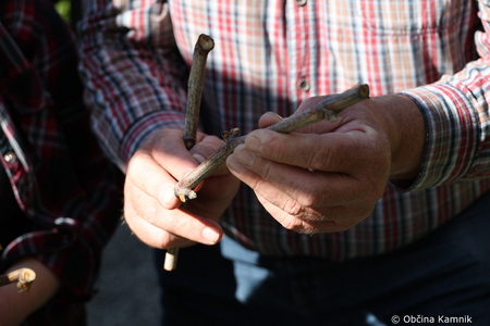 Rez kamniške trte, ki je potomka najstarejše vinske trte (21)